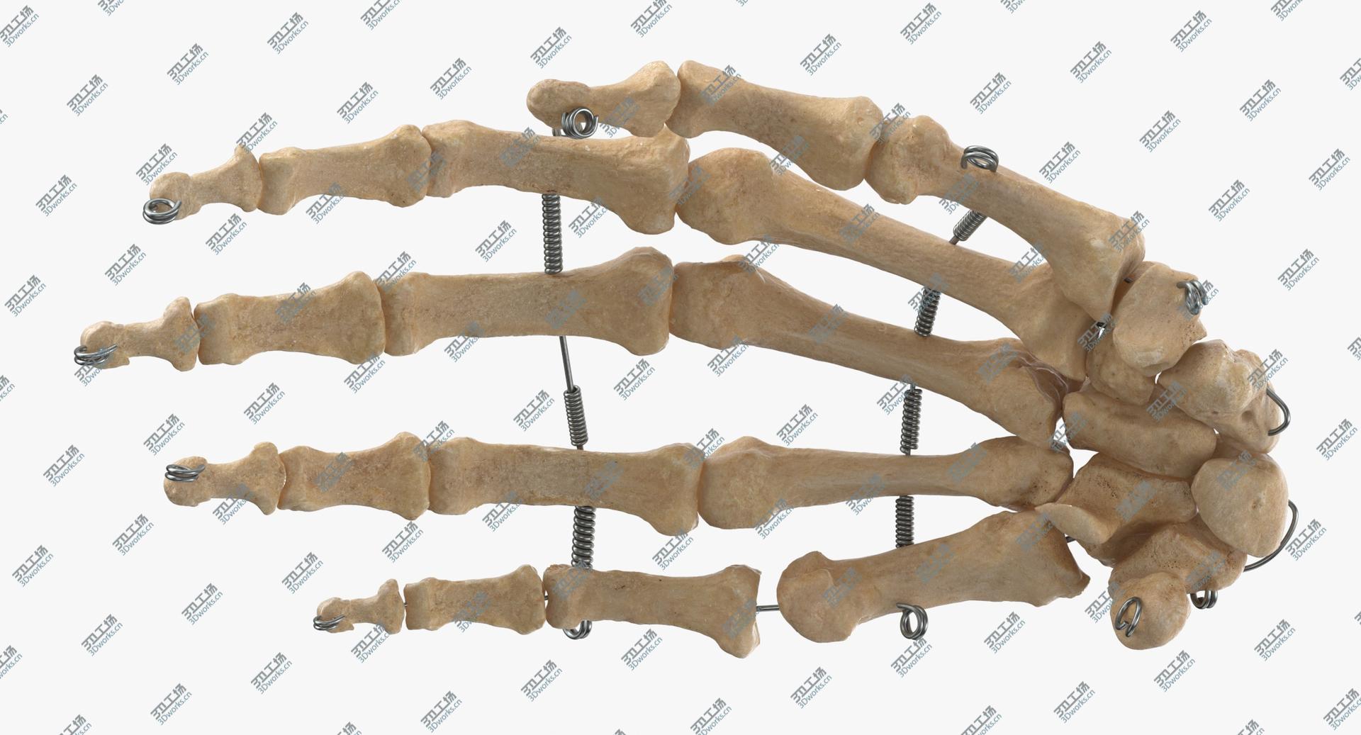 images/goods_img/2021040231/Real Wire Mounted Human Hand Skeleton Model 3D model/2.jpg